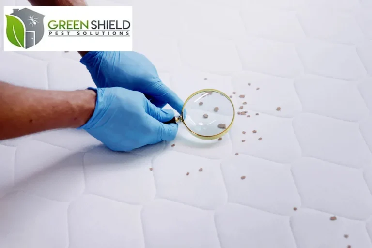 bed bug infestation