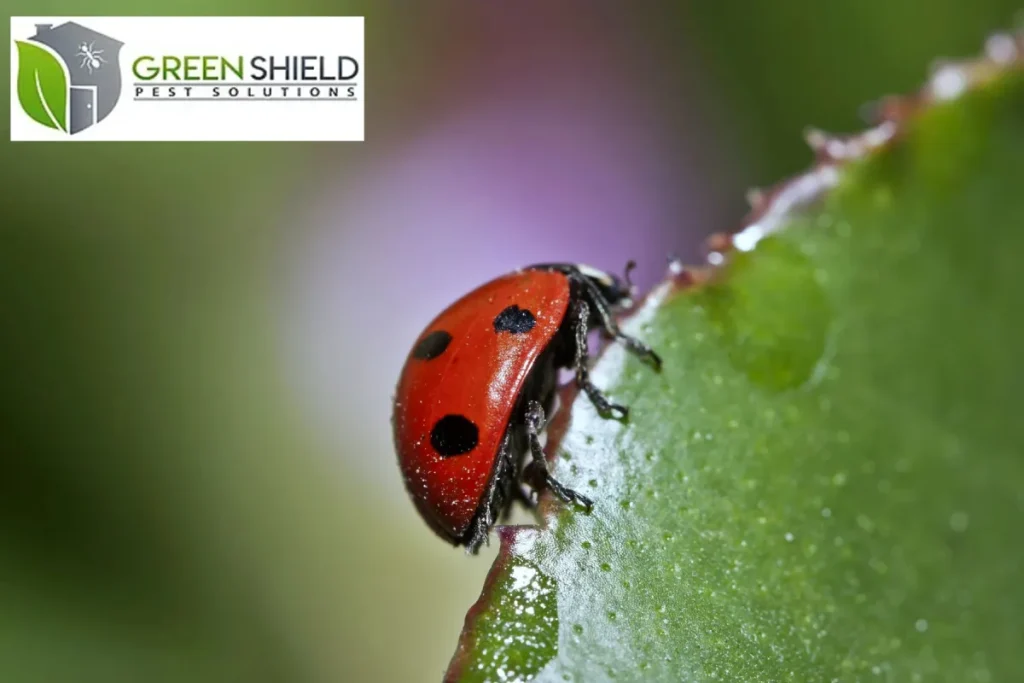ladybug