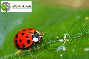 ladybug