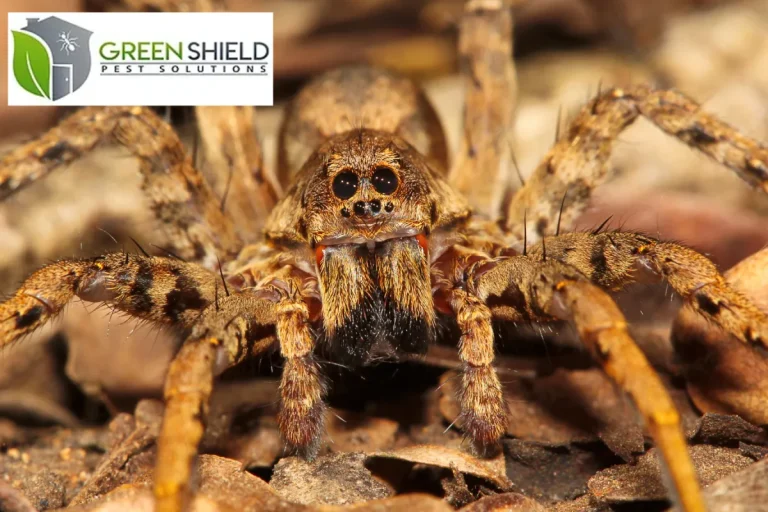 spider