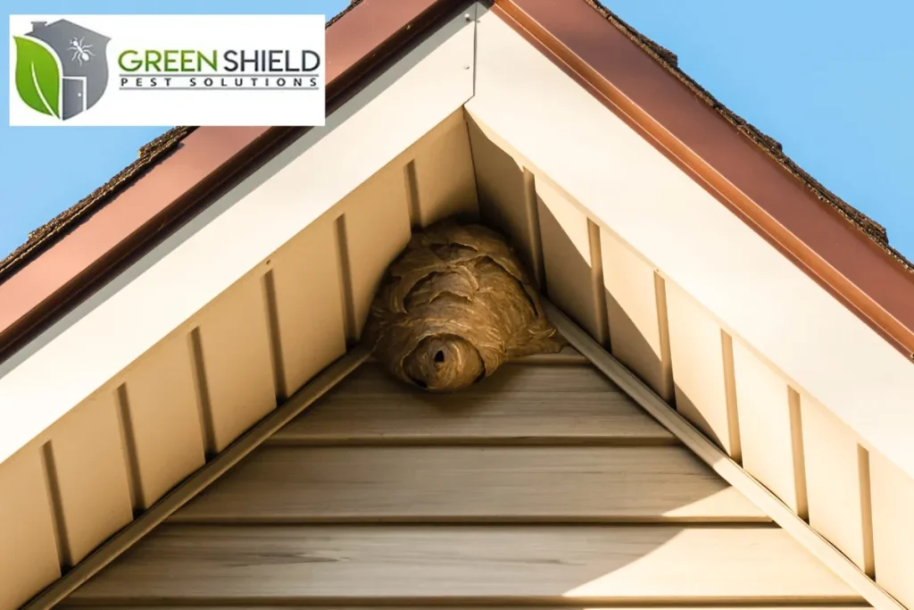 wasp nest