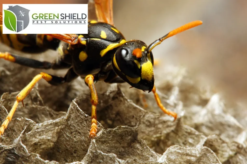 wasp on its nest