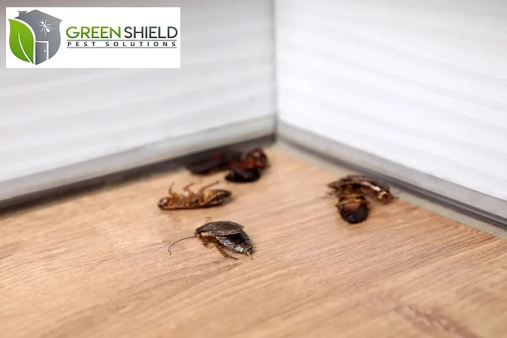 dead cockroaches