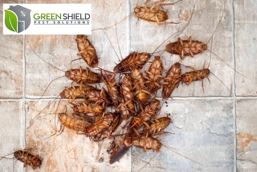 dead pests found