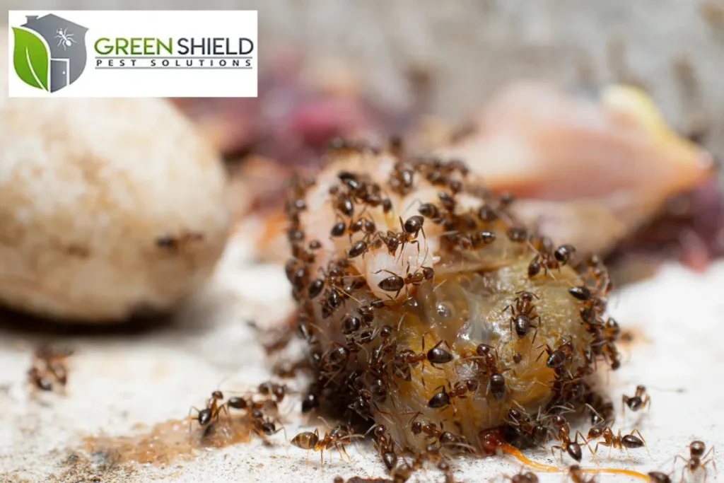 pests on the food