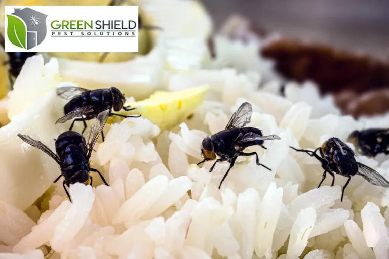 pests on the food