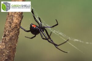 black widow spider on a web